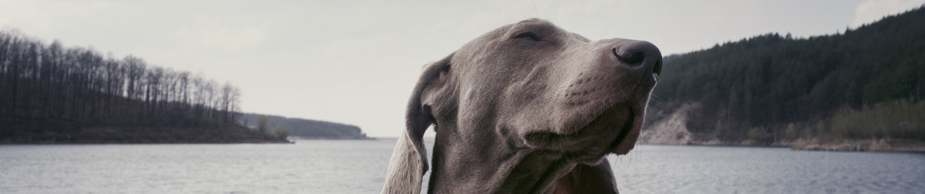 Dog Breed Classification